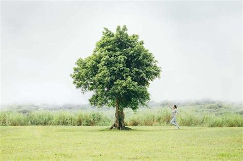 大樹的好處|為何要種樹？樹木對人類的不可思議好處